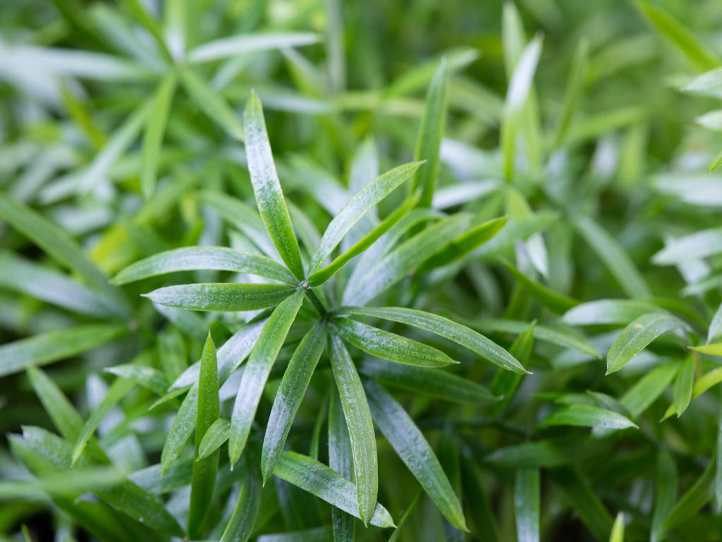 Asparagus cwebe | Tr.66 - 5+ semillas