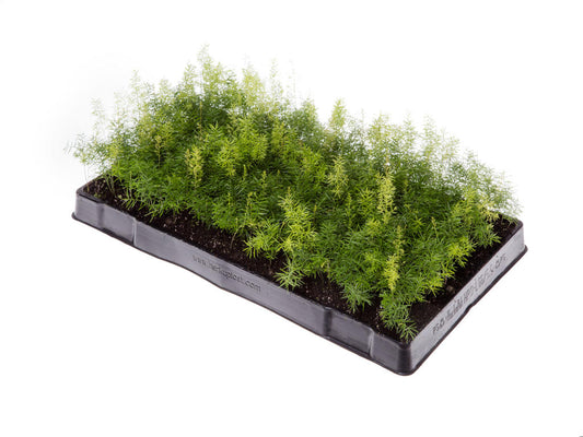 Asparagus meyerii | Tr.66 - 5+ semillas