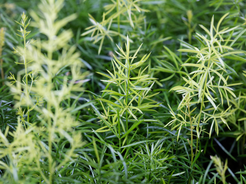 Asparagus meyerii | Tr.66 - 5+ semillas