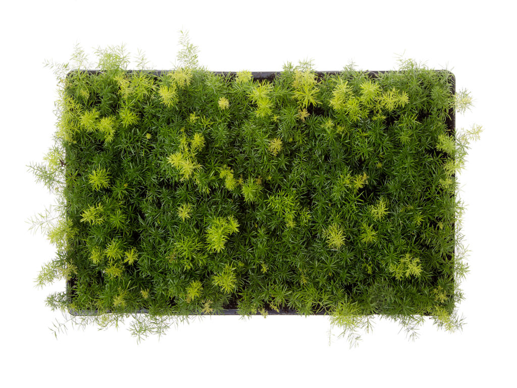 Asparagus meyerii | Tr.112 - 3+ semillas