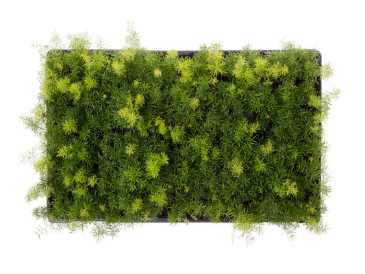 Asparagus meyerii | Tr.112 - 3+ semillas