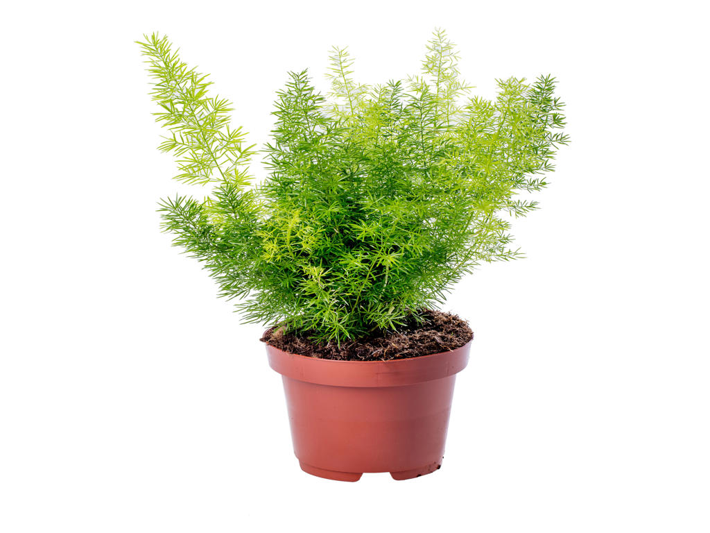 Asparagus meyerii | Tr.66 - 5+ semillas