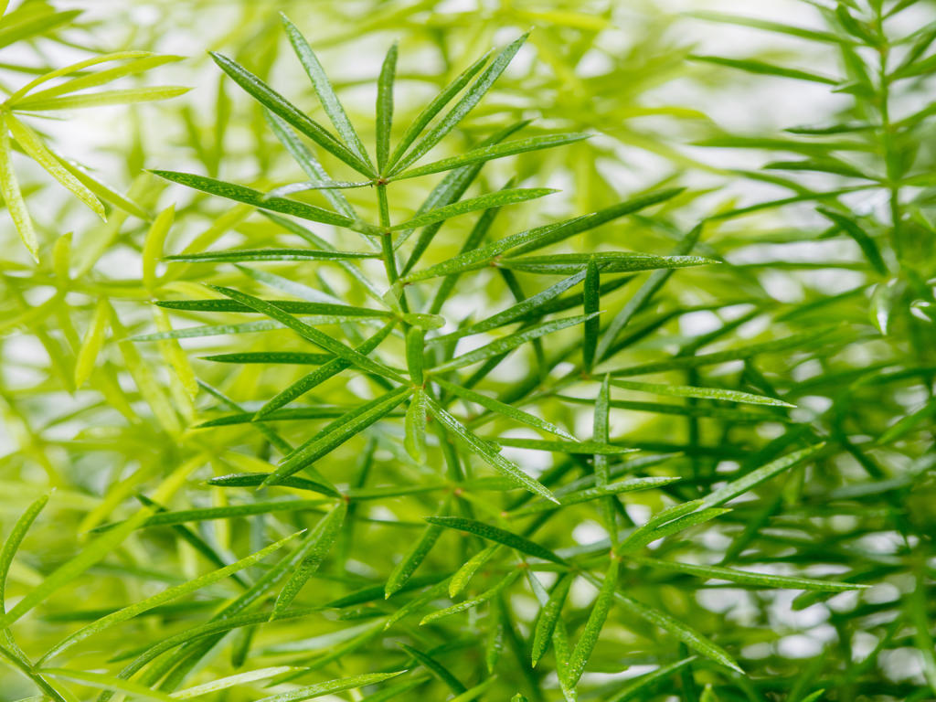 Asparagus meyerii | Tr.66 - 5+ semillas