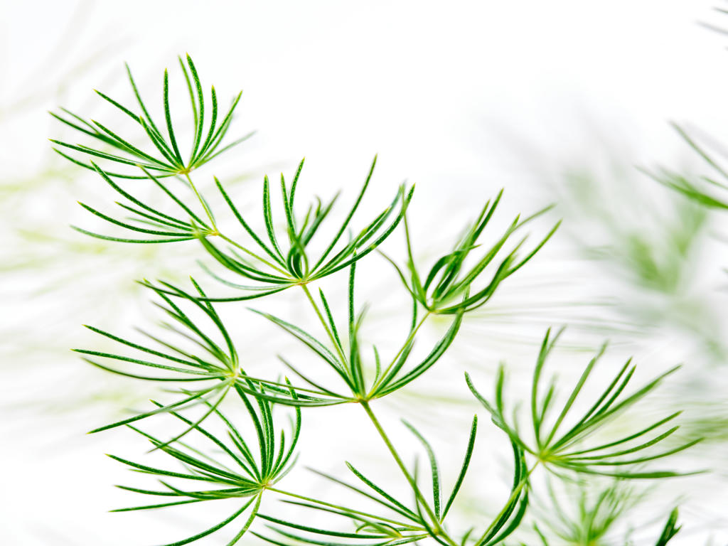 Asparagus myriocladus | Tr.112 - 3+ semillas