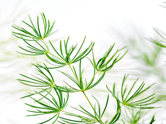 Asparagus myriocladus | Tr.112 - 3+ semillas