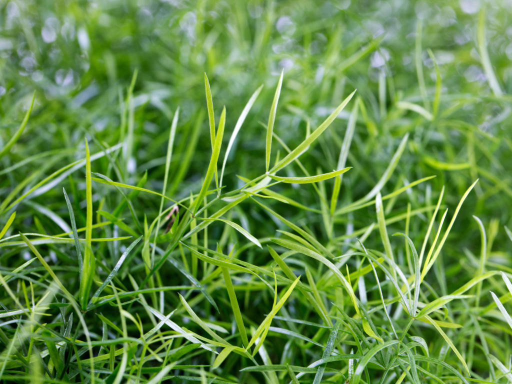 Asparagus sprengerii | Tr.66 - 10+ semillas