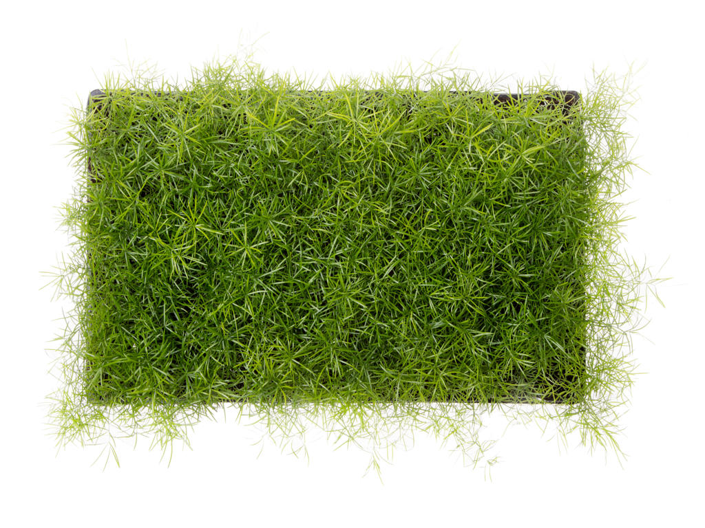 Asparagus sprengerii | Tr.112 - 5+ semillas