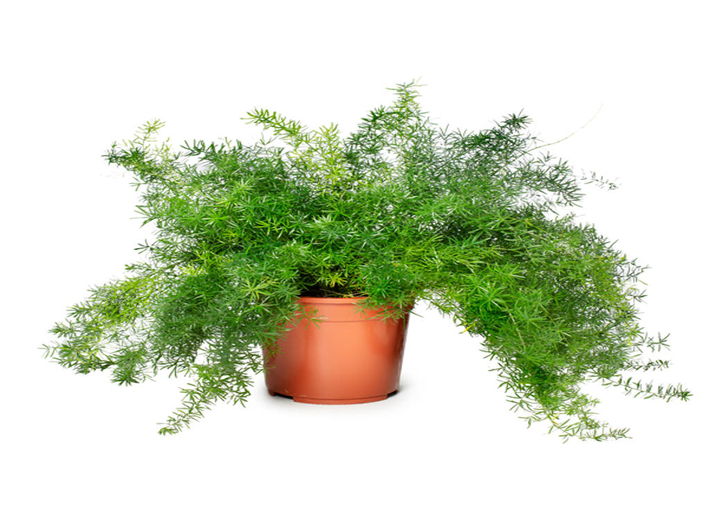 Asparagus Mazeppa | Tr.66 - 10+ semillas