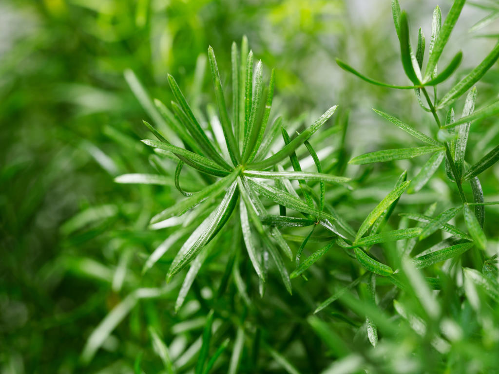 Asparagus Mazeppa | Tr.112 - 5+ semillas