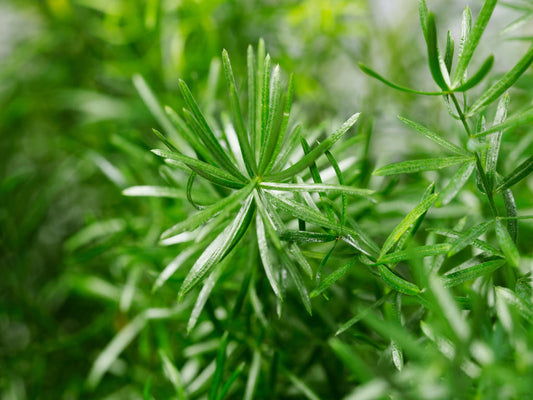 Asparagus Mazeppa | Tr.112 - 5+ semillas