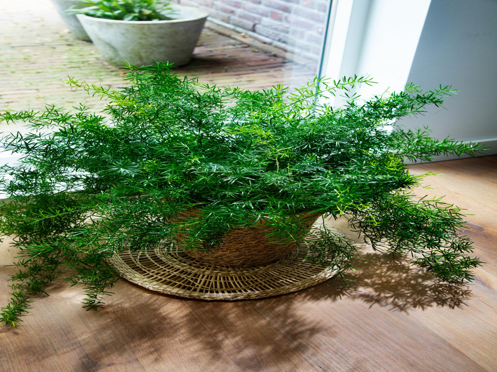 Asparagus Mazeppa | Tr.112 - 5+ semillas