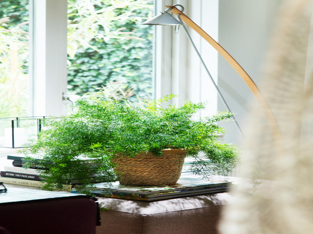 Asparagus Mazeppa | Tr.112 - 5+ semillas