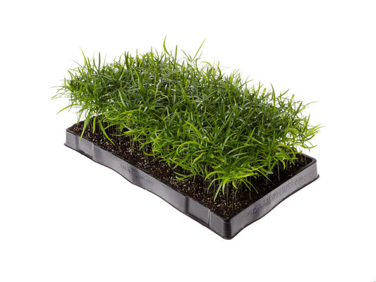 Asparagus falcatus | Tr.66 - 5+ semillas