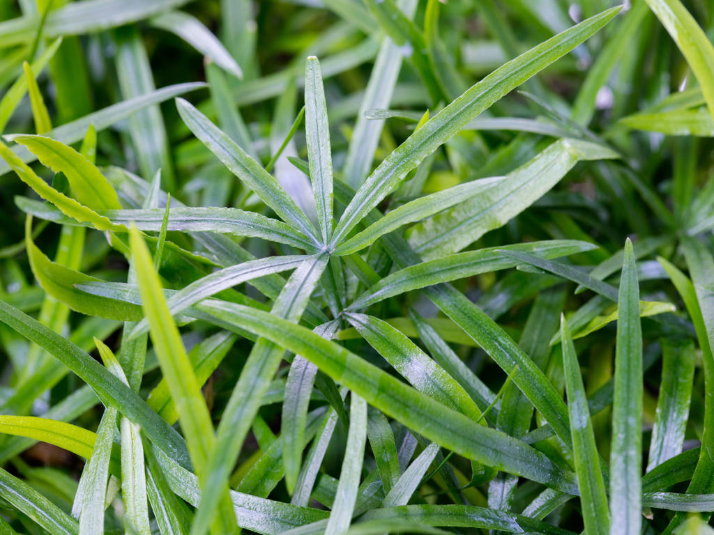 Asparagus falcatus | Tr.112 - 3+ semillas