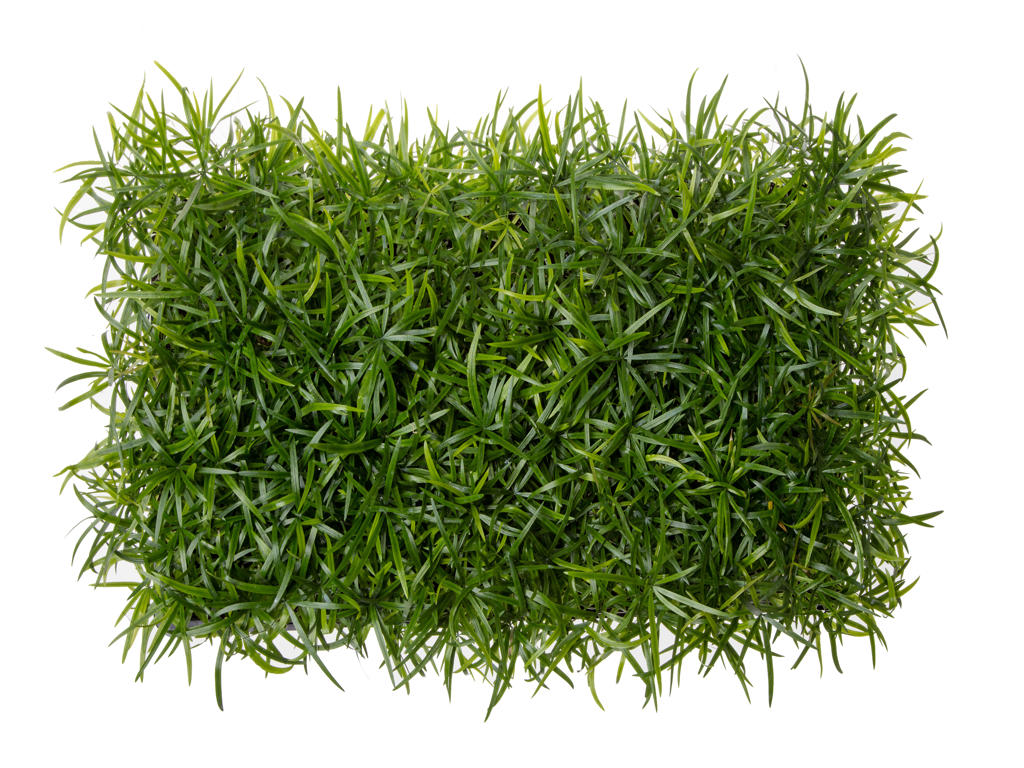 Asparagus falcatus | Tr.112 - 3+ semillas