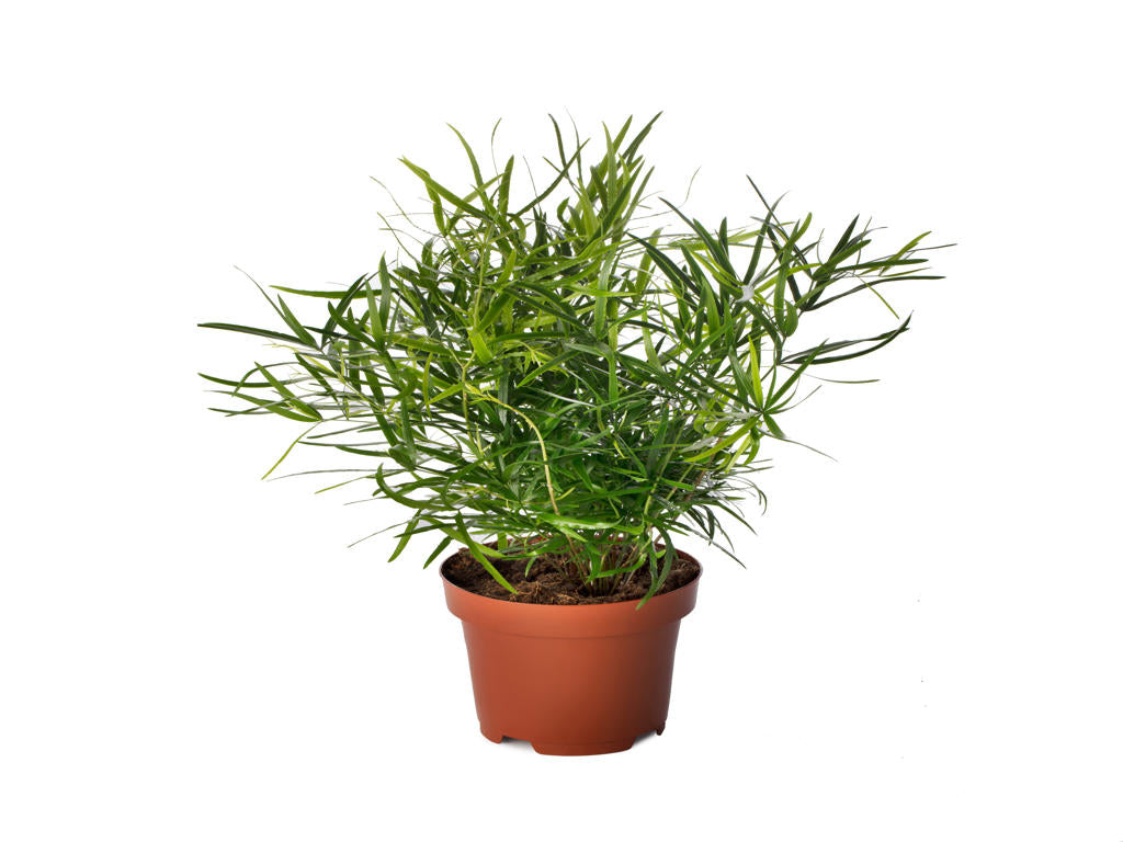 Asparagus falcatus | Tr.112 - 3+ semillas