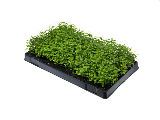 Asparagus medeoloides, smilax | Tr.112 - 5+ semill