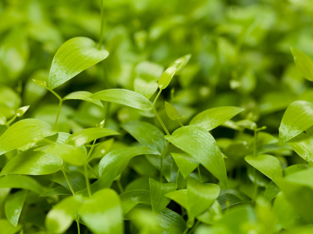 Asparagus medeoloides, smilax | Tr.112 - 5+ semill