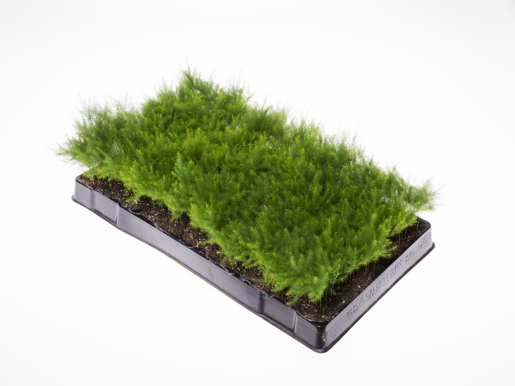 Asparagus pyramidalis | Tr.66 - 10+ semillas