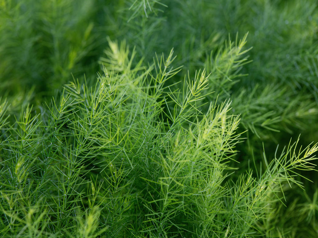 Asparagus pyramidalis | Tr.66 - 10+ semillas