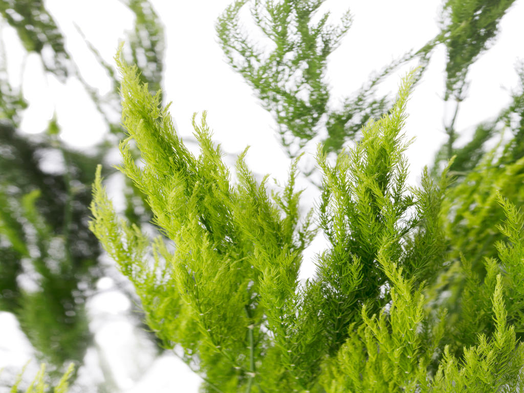 Asparagus pyramidalis | Tr.66 - 10+ semillas