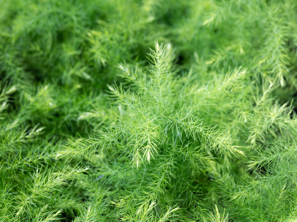 Asparagus plumosus nanus | Tr.112 - 5+ semillas