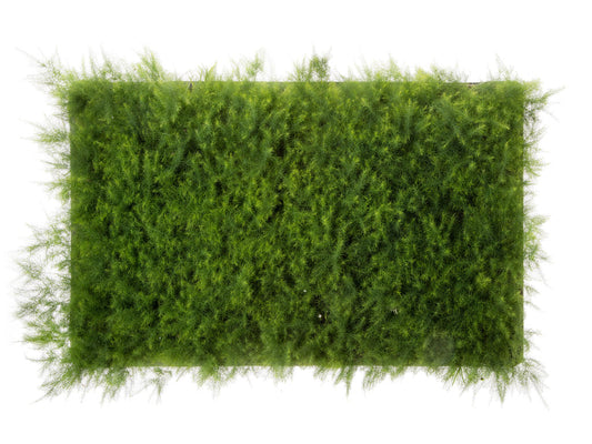 Asparagus plumosus nanus | Tr.112 - 5+ semillas