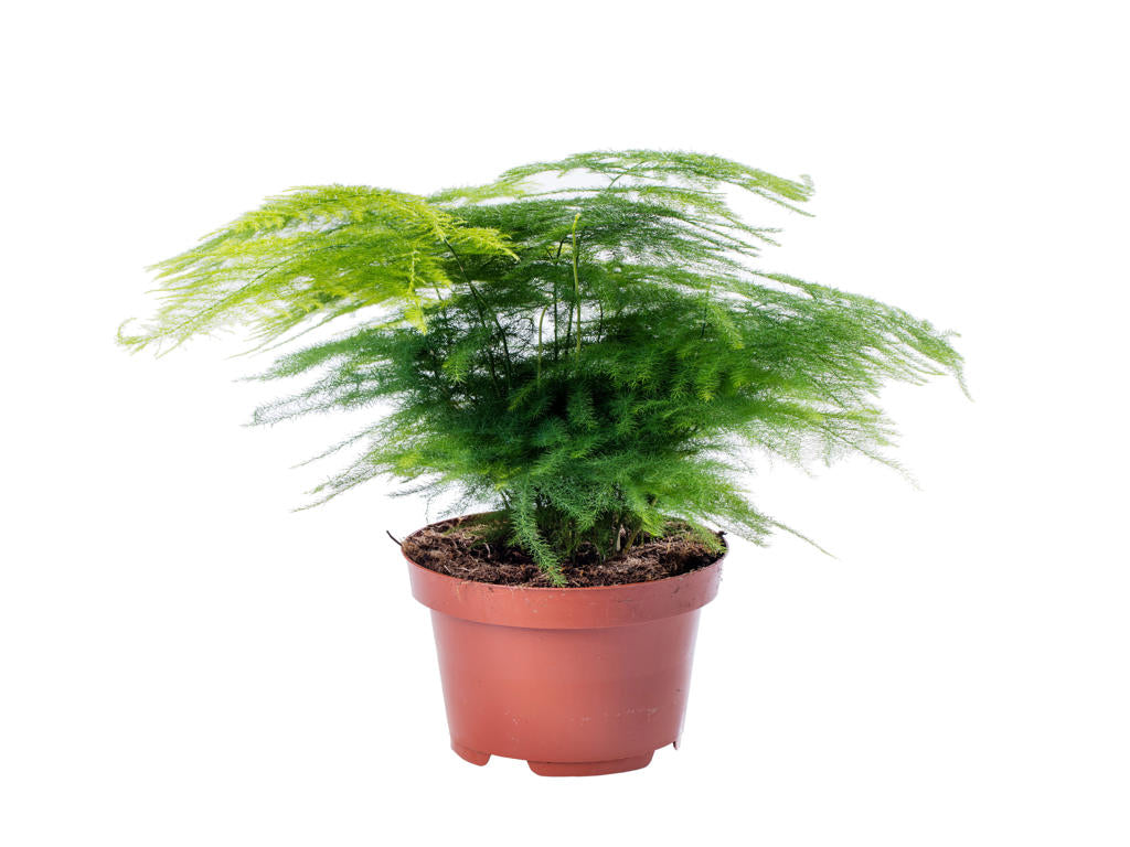 Asparagus plumosus nanus | Tr.66 - 10+ semillas
