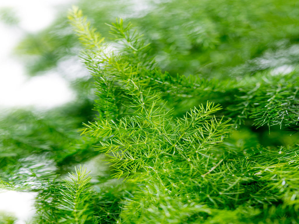 Asparagus plumosus nanus | Tr.112 - 5+ semillas