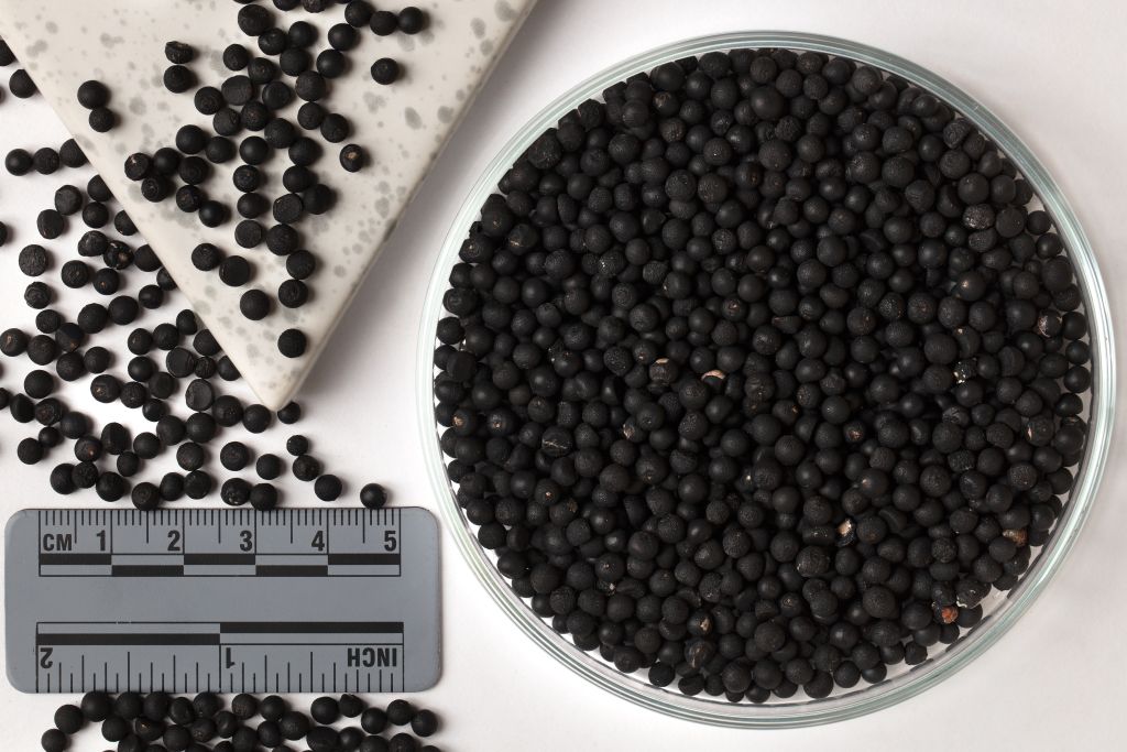 ASPARAGUS  setaceus Plumosus nanus | SDS  -  1000 Pcs