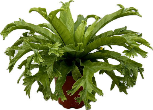 Asplenium 'Crissie' tray 252 single