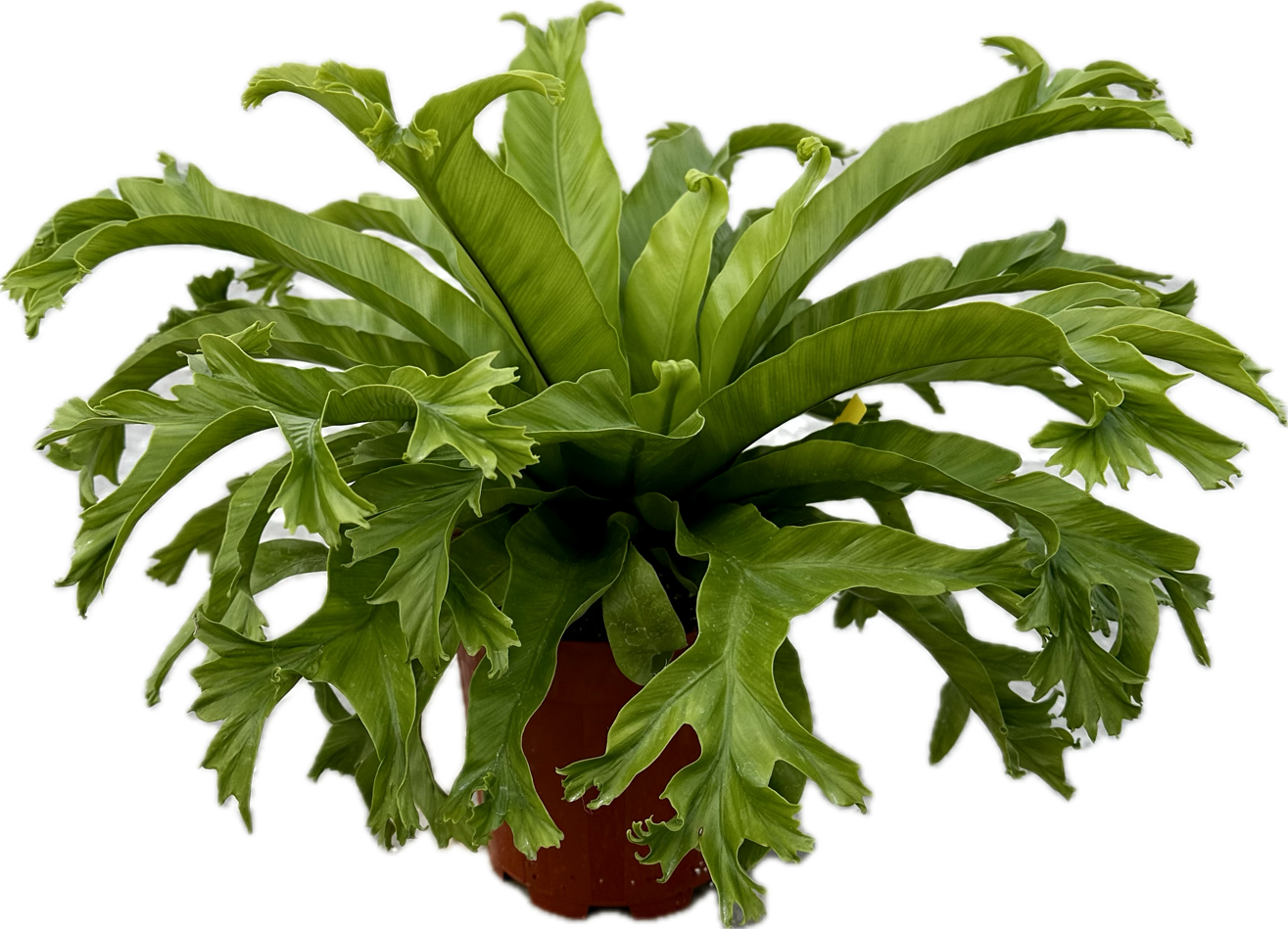 Asplenium 'Crissie' tray 104 single