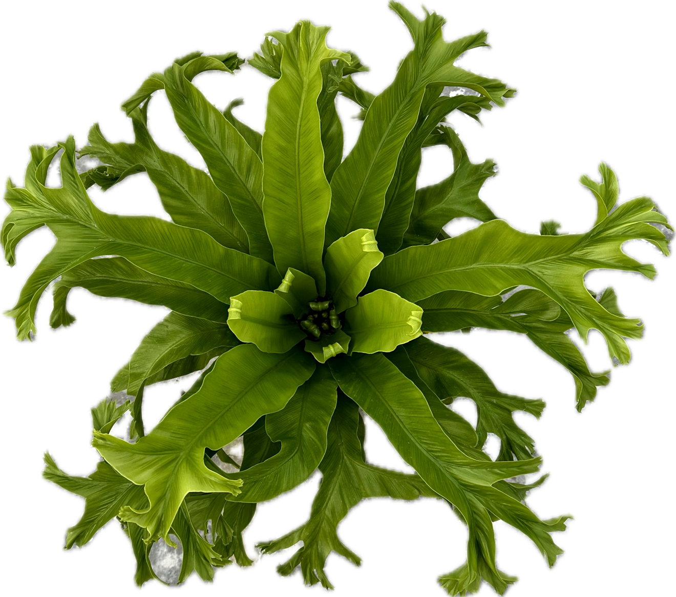 Asplenium 'Crissie' tray 252 single