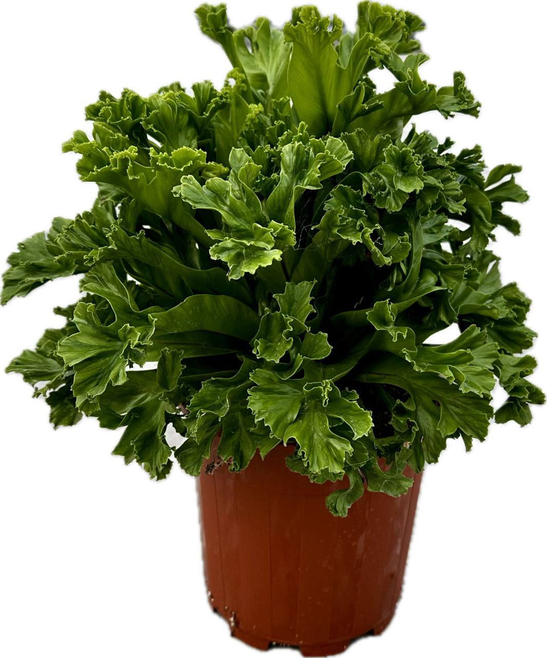 Asplenium 'Leslie' tray 104 single