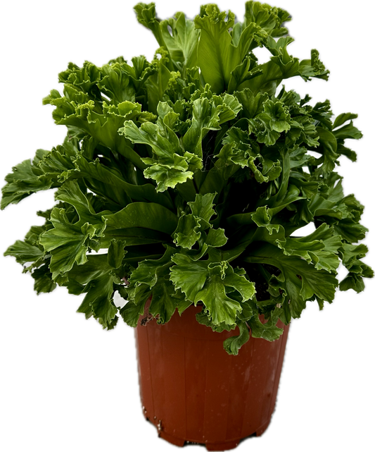 Asplenium 'Leslie' tray 104 single