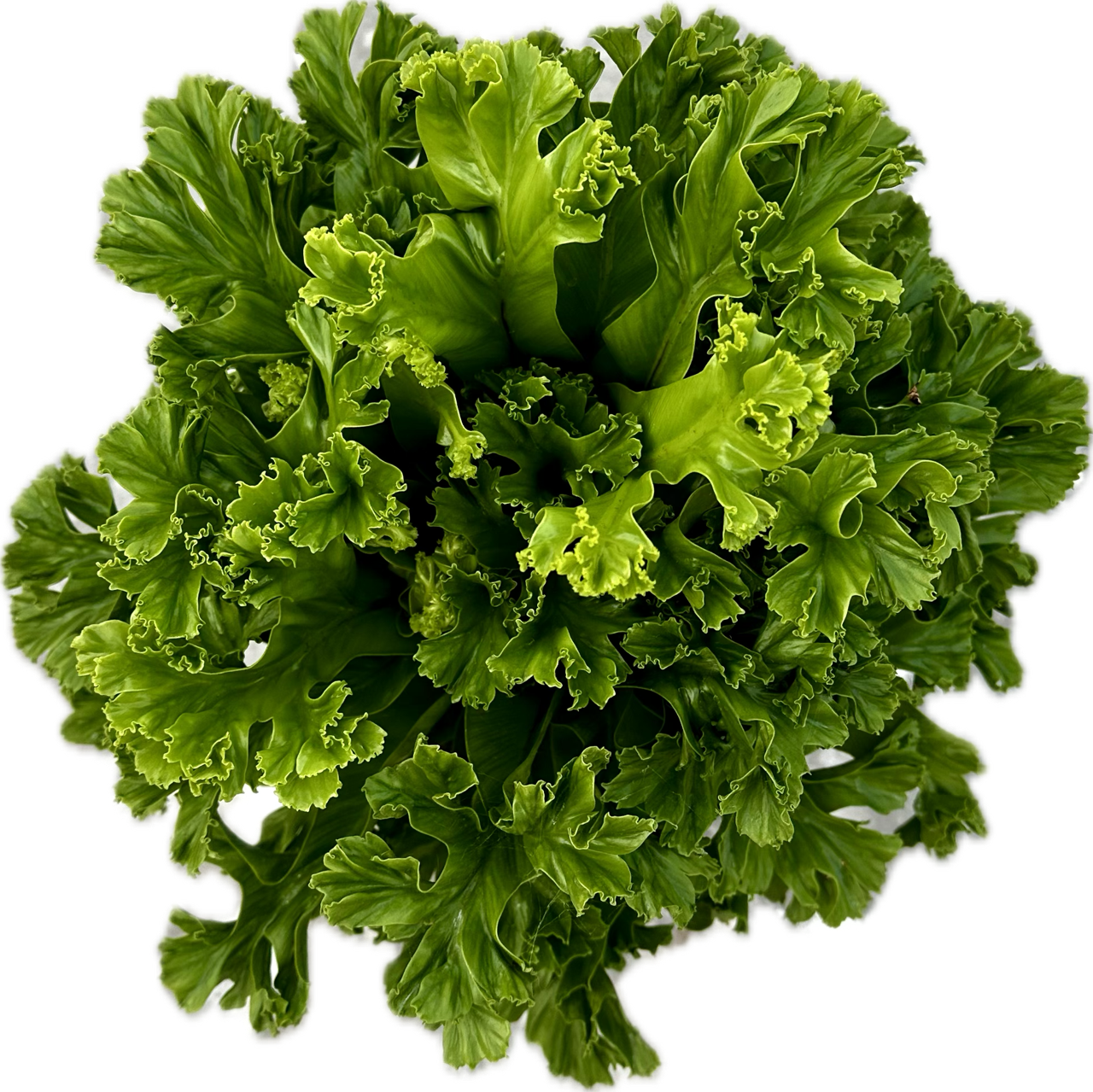 Asplenium 'Leslie' tray 104 single