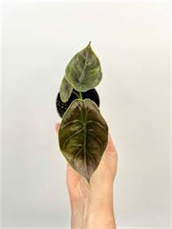 Alocasia Low Rider| 5 cm plug 50/tray