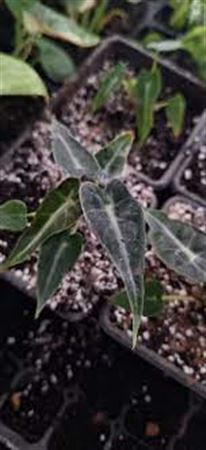 Alocasia Bambino | 5 cm plug 60/tray