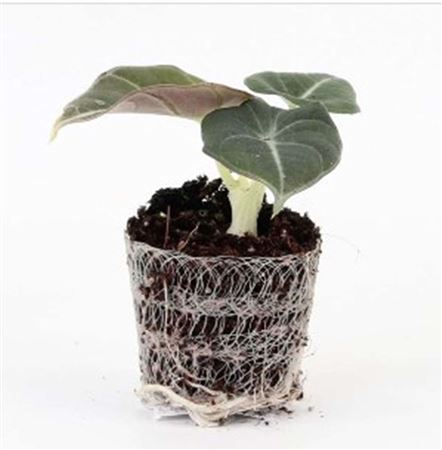Alocasia Black Velvet | 5 cm plug 50/tray