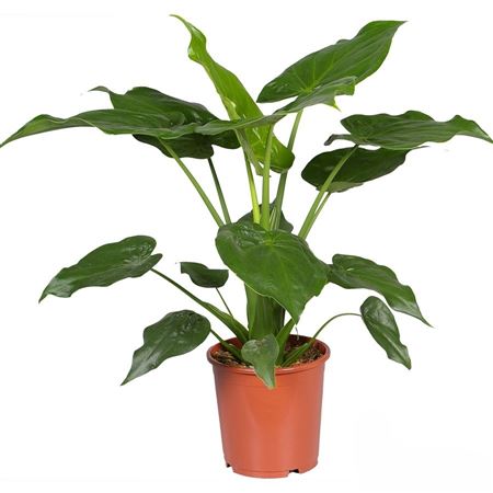 Alocasia Cucullata | 5 cm plug 50/tray