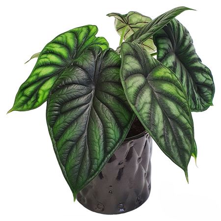Alocasia Dragon Scale | 5 cm plug 50/tray