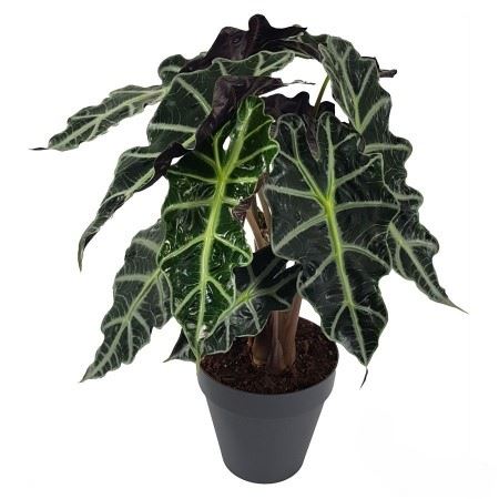 Alocasia Dwarf Amazonica | 5 cm plug 50/tray