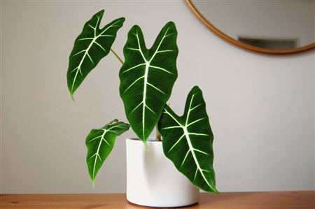 Alocasia Frydek | 5 cm plug 50/tray