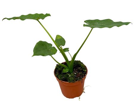 Alocasia gageana California | 5 cm plug 50/tray