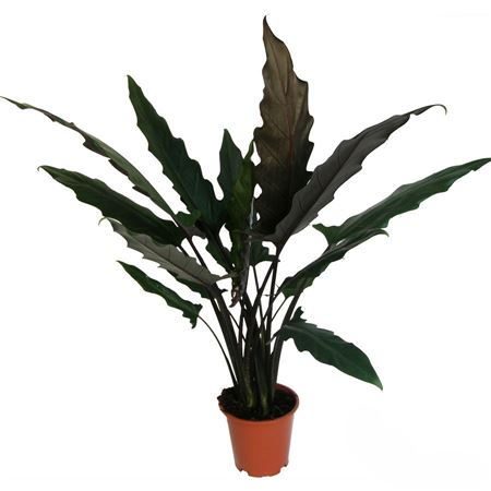 Alocasia Lauterbachiana | 5 cm plug 50/tray