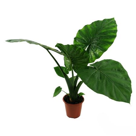 Alocasia Macrorrhiza | 5 cm plug 50/tray