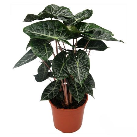 Alocasia Pink Dragon | 5 cm plug 50/tray