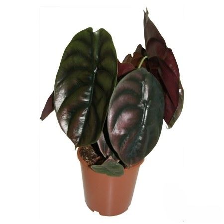 Alocasia Red Secret | 5 cm plug 50/tray