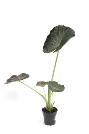 Alocasia Regal Shield | 5 cm plug 50/tray