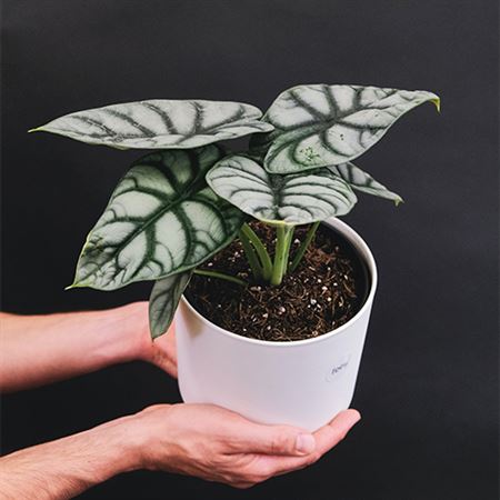 Alocasia Silver Dragon | 5 cm plug 50/tray